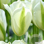 Tulipa Spring Green 11-12 cm verpakt per 100