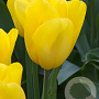 Tulipa Strong Gold 11-12 cm verpakt per 100