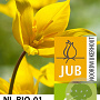 Tulipa sylvestris verpakt per 100
