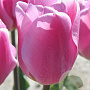 Tulipa Synaeda Amor 11-12 cm verpakt per 100