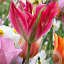 Tulipa Virichic 11-12 cm verpakt per 100