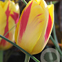 Tulipa Washington 11-12 cm verpakt per 100