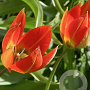 Tulipa whittalii verpakt per 100
