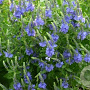 Veronica austriaca 'Shirley Blue' GM P9