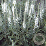 Veronica spicata 'Alba' GM P9