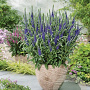 Veronica spicata 'Anniversary Blue' GM C1 BIO