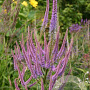 Veronicastrum virginicum 'Adoration' GM P9 BIO