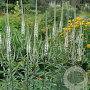 Veronicastrum virginicum 'Alba' GM P9 BIO