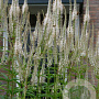 Veronicastrum virginicum 'Diana' GM P9 BIO