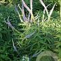 Veronicastrum virginicum 'Inspiration' GM P9