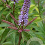 Veronicastrum virginicum 'Red Arrow' GM P9