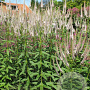 Veronicastrum virginicum 'Roseum' GM P9