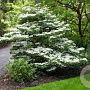 Viburnum plicatum 'Summer Snowflake' 80-100 cm 20L
