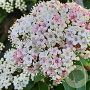 Viburnum Tinus Lisarose 'Loren' 25-30 cm 2,0L