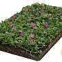 Vinca minor 'Atropurpurea' covergreen Covergreen