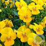 Viola cornuta 'Velour Yellow' GM P9