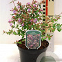Abelia 'Edward Goucher' 25-30 cm 2,0L