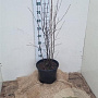 Amelanchier spicata 100-125 cm 12L