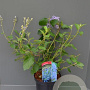 Ceanothus del. 'Gloire de Versaille 30-40 cm 2,0L