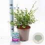 Ceanothus impressus 'Victoria' 25-30 cm 2,0L