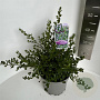 Ceanothus impressus 'Victoria' 30-40 cm 5,0L