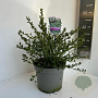 Ceanothus impressus 'Victoria' 30-40 cm 5,0L
