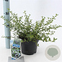 Ceanothus thyrsiflorus repens 25-30 cm 2,0L