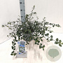 Ceanothus thyrsiflorus repens 25-30 cm 3,0L