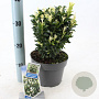 Euonymus jap. Paloma Blanca 25-30 cm 3,0L