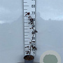 Fagus syl. 'Atropunicea' 60-70 cm 2,5L