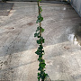 Hedera hibernica 100-125 cm 2,5L met stok