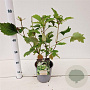 Hydrangea quercifolia 25-30 cm 2,0L