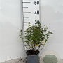 Spiraea jap. 'Manon' 20-25 cm C1.3