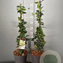 Trachelospermum jasminoides 50-60 cm 3,0L