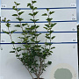 Viburnum opulus 100-125 cm 7,5L solitair