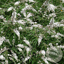 Vitex agnus-castus 'Albus' 40-50 cm 3,0L