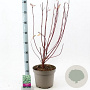 Cornus alba 'Elegantissima' 60-80 cm 5,0L