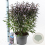 Strobilanthes anisop. Brunetthy 30-40 cm 5,0L
