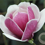 Magnolia 'Venus' 225-250 cm cont. 90L Pir. op stam extra