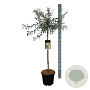 Pyrus salicifolia 'Pendula' 90 cm stam 15L