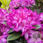 Rhododendron 'Blue Print' 60-70 cm 20L