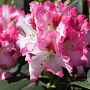 Rhododendron 'Hachmann's Charmant' 60-70 cm 20L