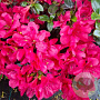 Rhododendron (AJ) 'Little Red' 40-50 cm 10L