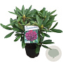Rhododendron 'Marcel Menard' 30-40 cm 5,0L struik