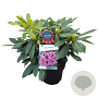 Rhododendron 'Orakel' 30-40 cm 5,0L struik