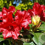 Rhododendron (F) 'Scarlet Wonder' 30 cm 3,0L