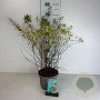 Spiraea arguta 40-50 cm 35L