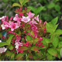 Weigela Carnaval 30-40 cm 3,0L