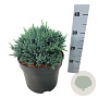 Juniperus squamata 'Tropical Blue' 25-30 cm 6,5L
