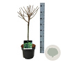 Larix decidua 'Kórnik' 40 cm stam 5,0L